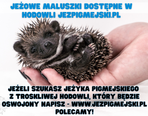 Jeże na sprzedaż