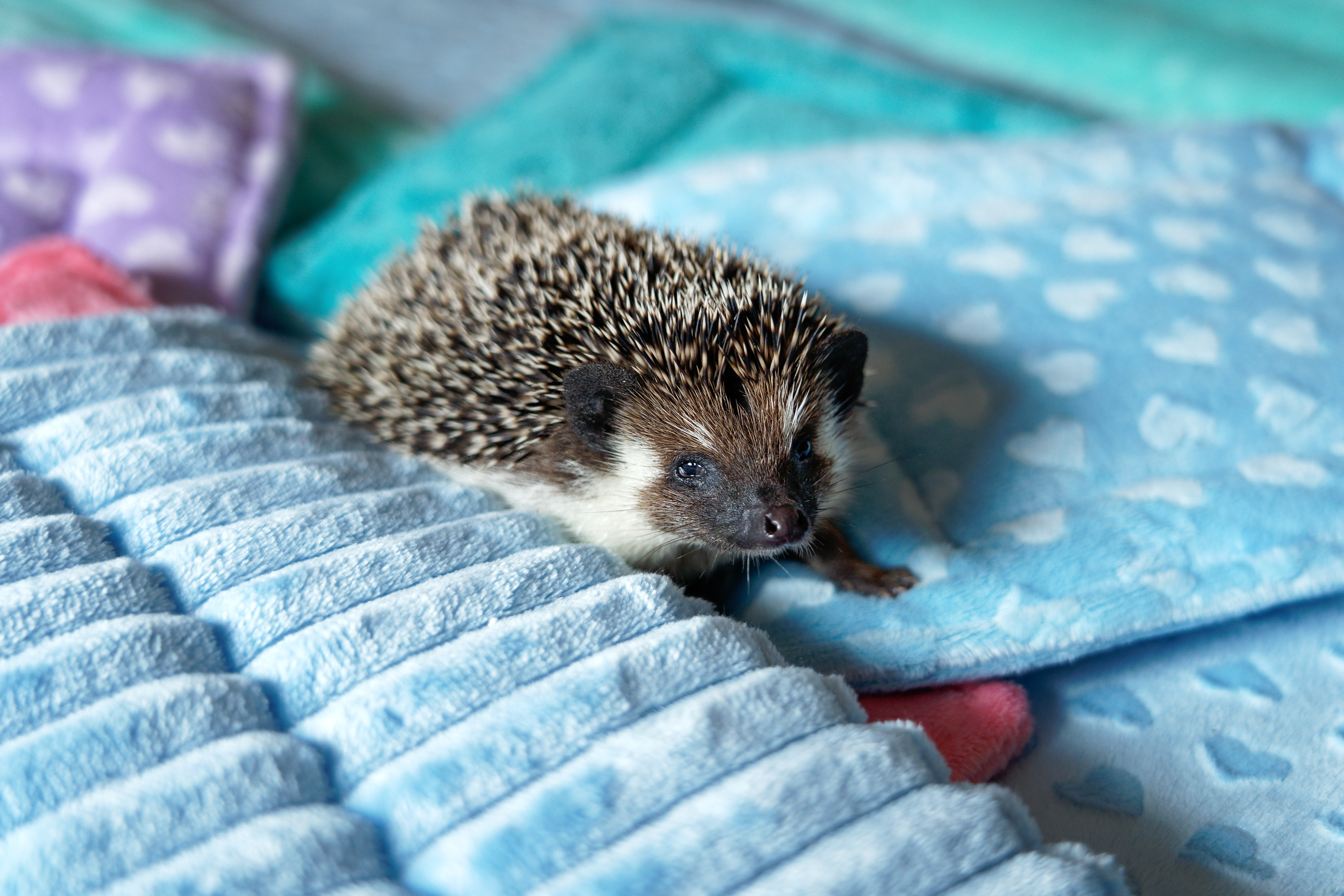 Jak pielęgnować skórę jeża pigmejskiego i zapobiegać chorobom skóry?