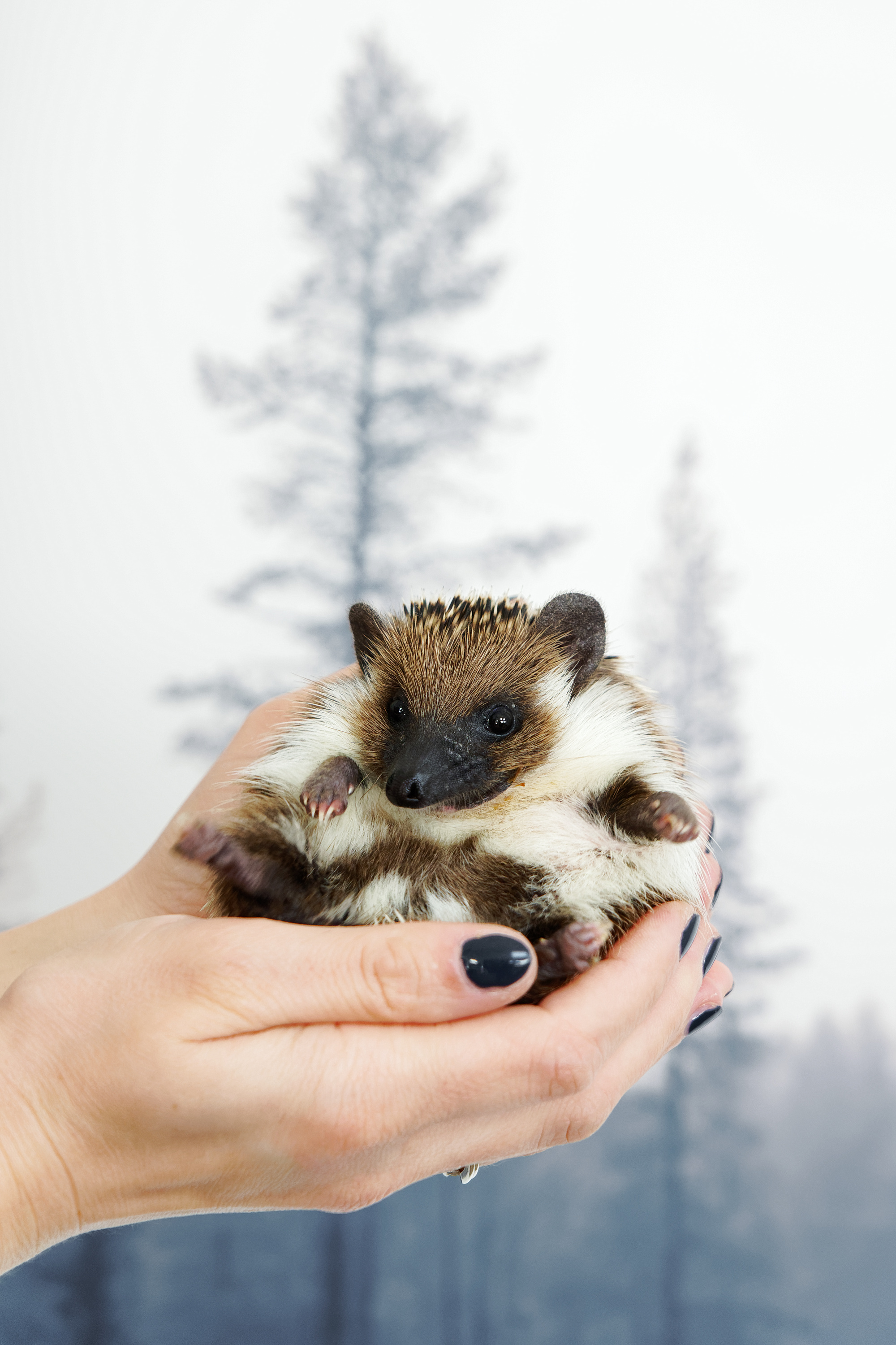 Ropomacicze u jeży – przyczyny, wpływ wieku i ciąży oraz leczenie