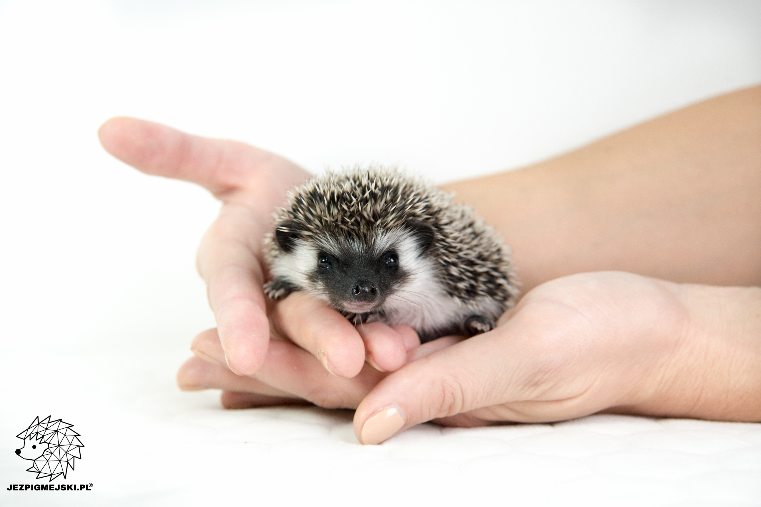 Jak powinna wyglądać rutynowa opieka nad jeżem pigmejskim?