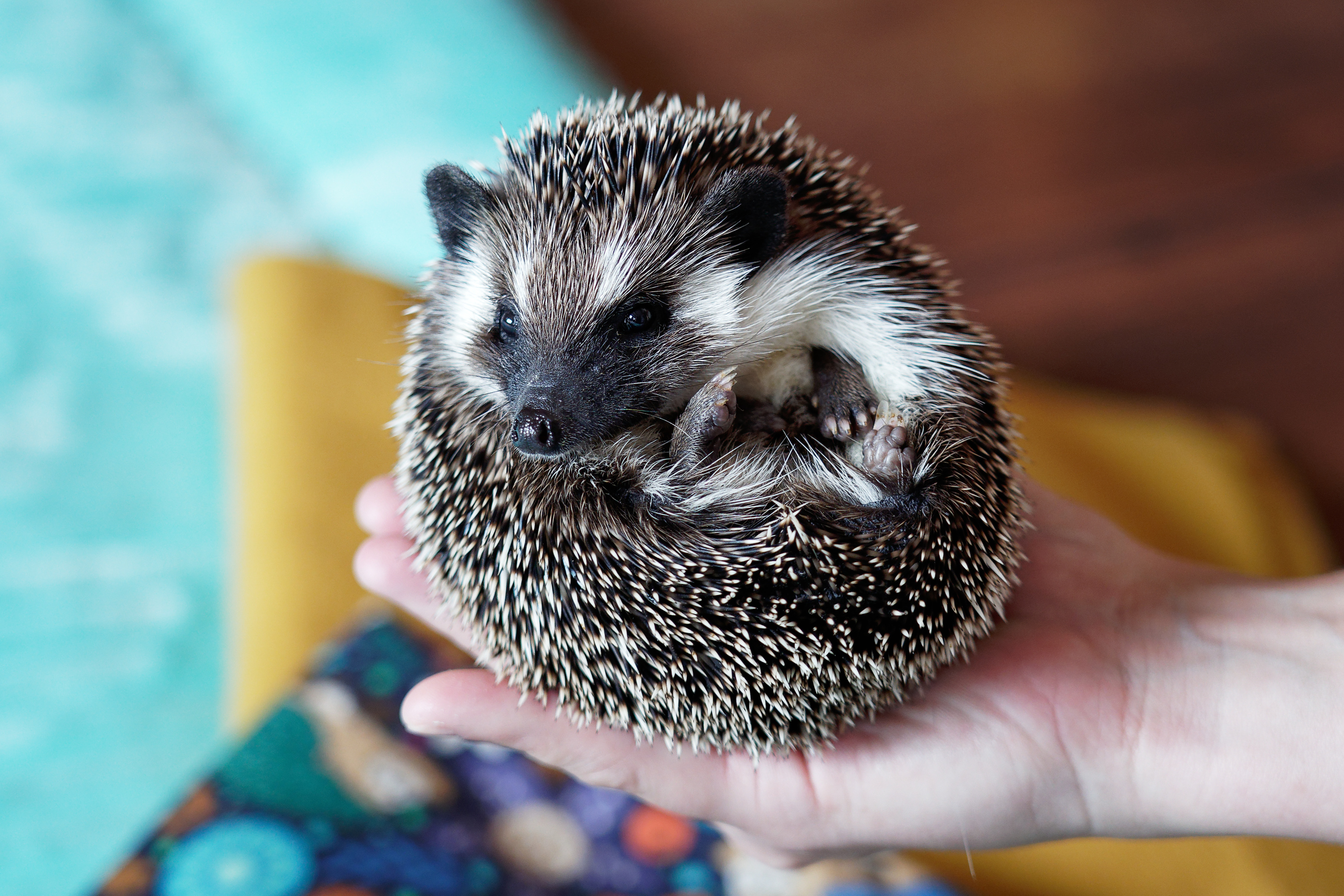 Prawidłowa waga jeża pigmejskiego – jak ocenić kondycję pupila?