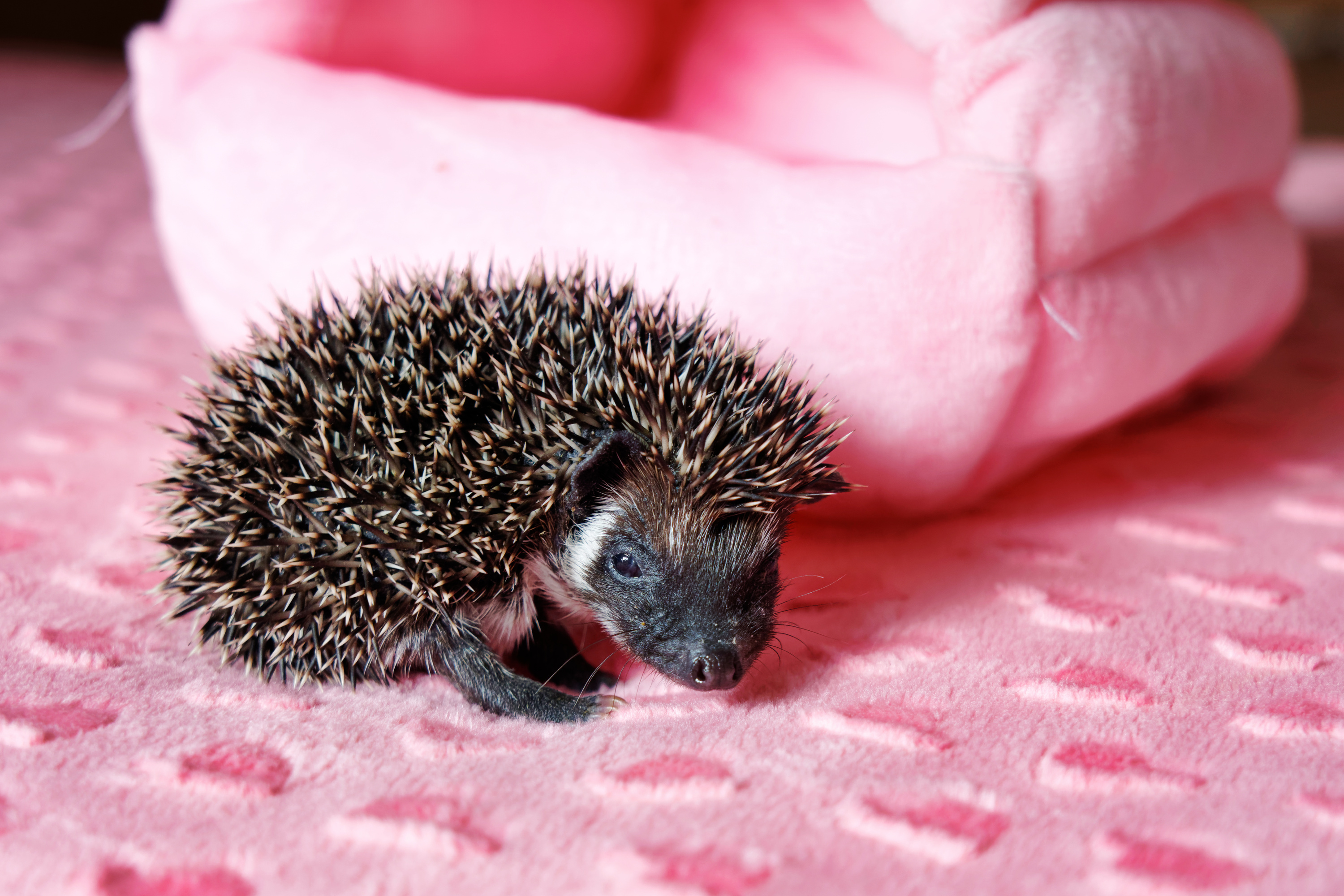 Wyprawka dla jeża pigmejskiego – co musisz przygotować?