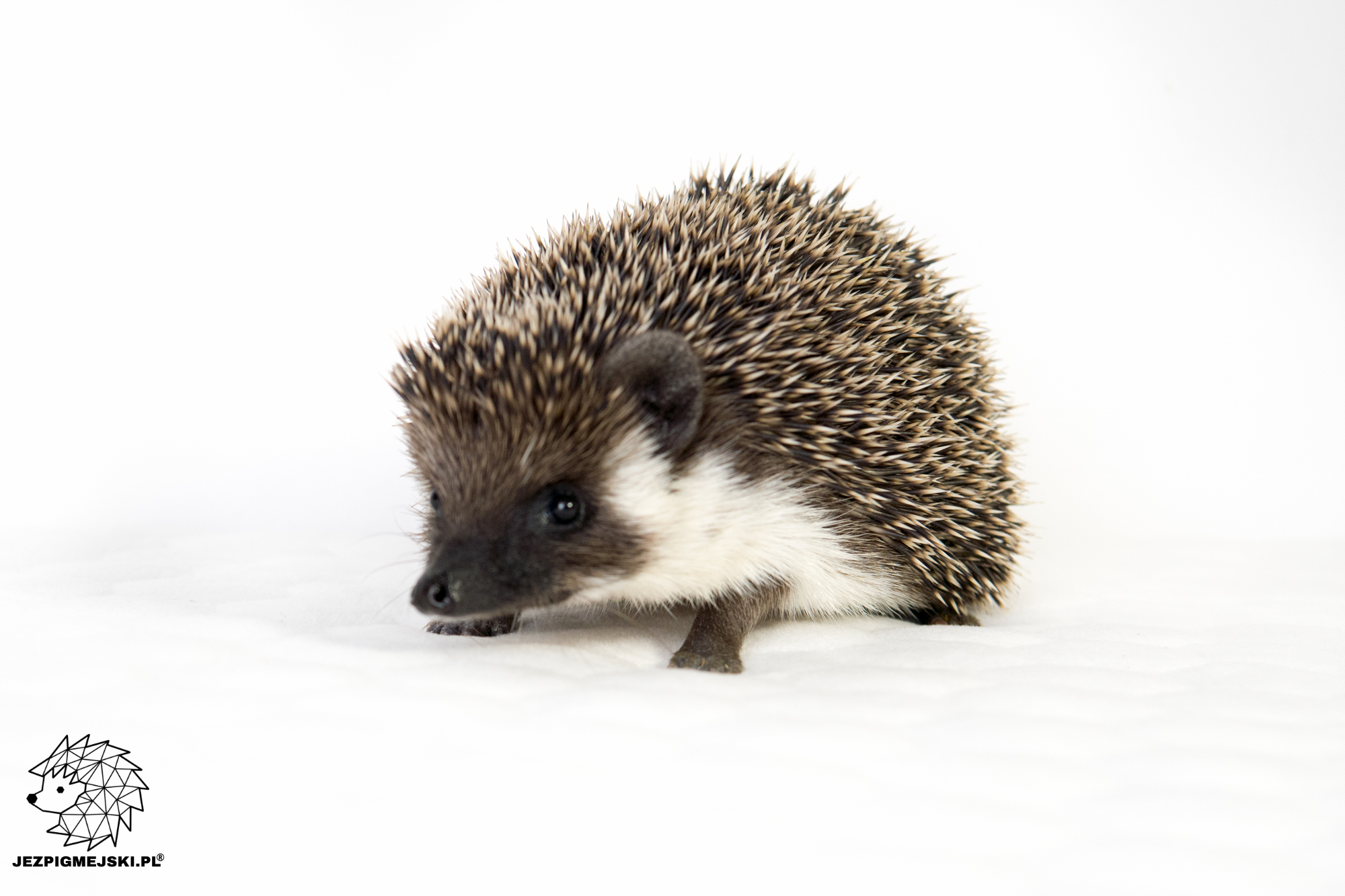 Wybredność pokarmowa jeży pigmejskich – jak zapewnić odpowiednią dietę?