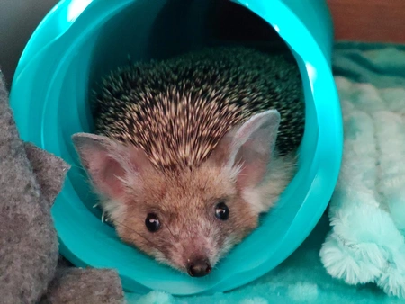 Plastyczny tunel dla jeża